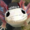 AlbinoAxolotl's icon