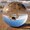 DuckEnthusiast's icon