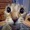 Hedgehogtoaster's icon