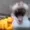 SIllycat12345's icon
