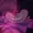 stripedAbstraction's icon