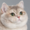 zltm's icon