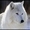 WhiteWolf0212's icon