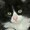 SirCharlesNC's icon