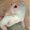 kinngginger's icon